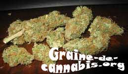 afghan-kush-weed